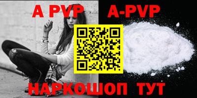 стафф Кингисепп